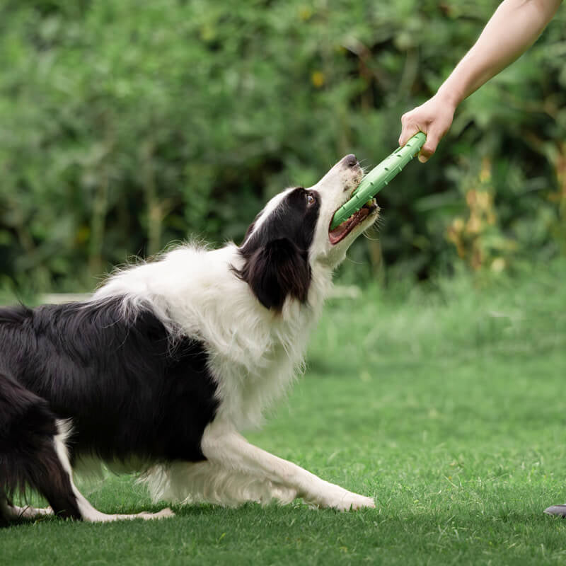 Frisbee Ergonomique pour Chien
