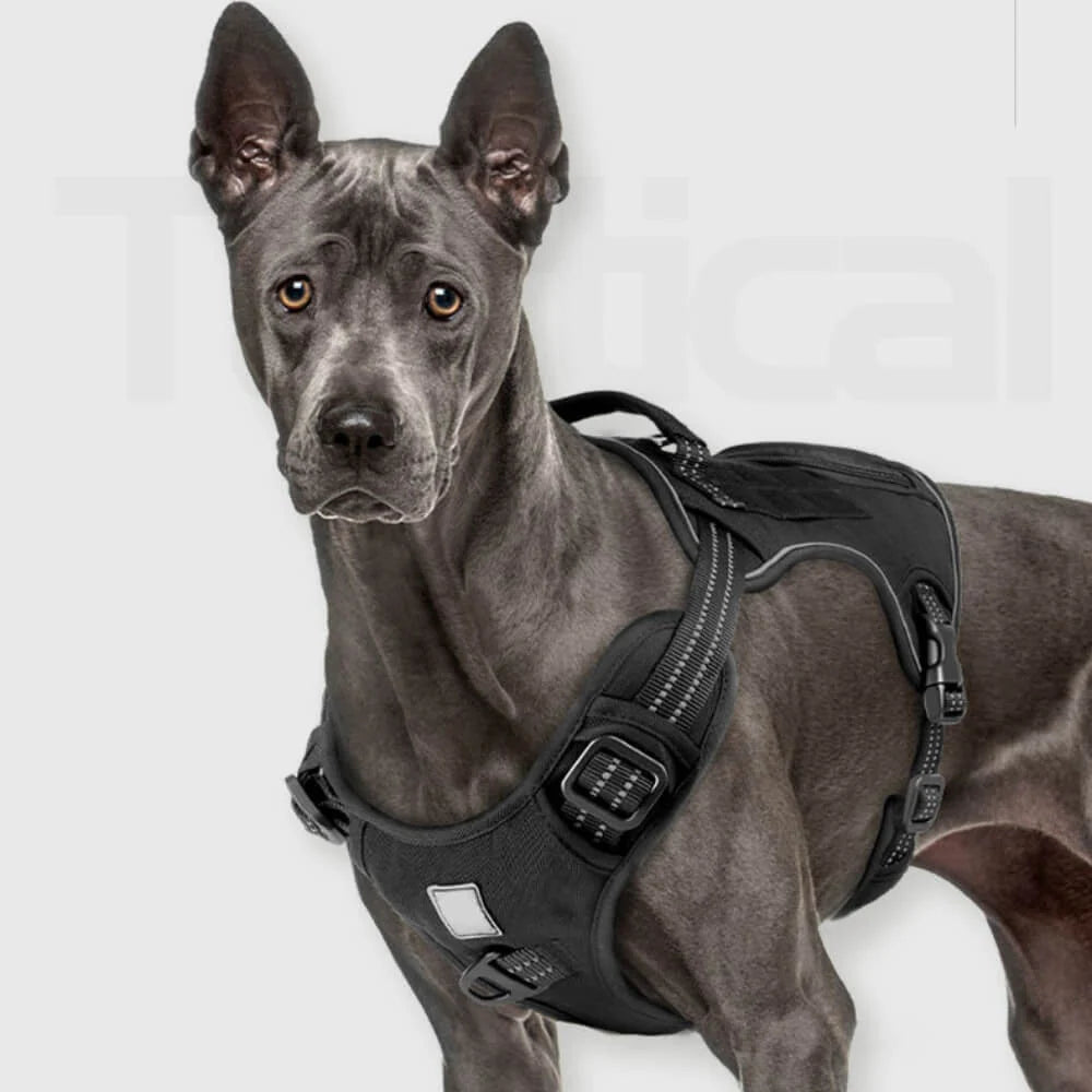 Harnais pour Chiens Sportifs