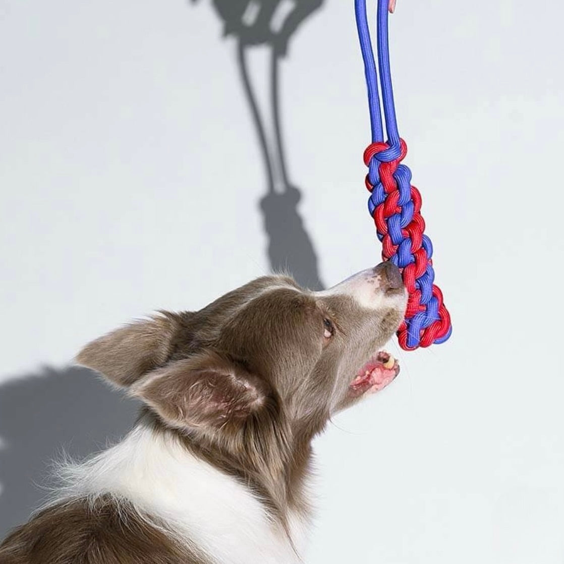 Jouets Corde